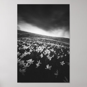 Blume Narcissus auf dem Berg Golica, Slowenien Poster