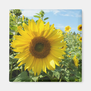 Blume, Natur, Sonnenblume, Sommer, Blüte, Pflanze, Magnet