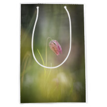 Blume Nature Foto