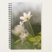 Blume Nature Foto