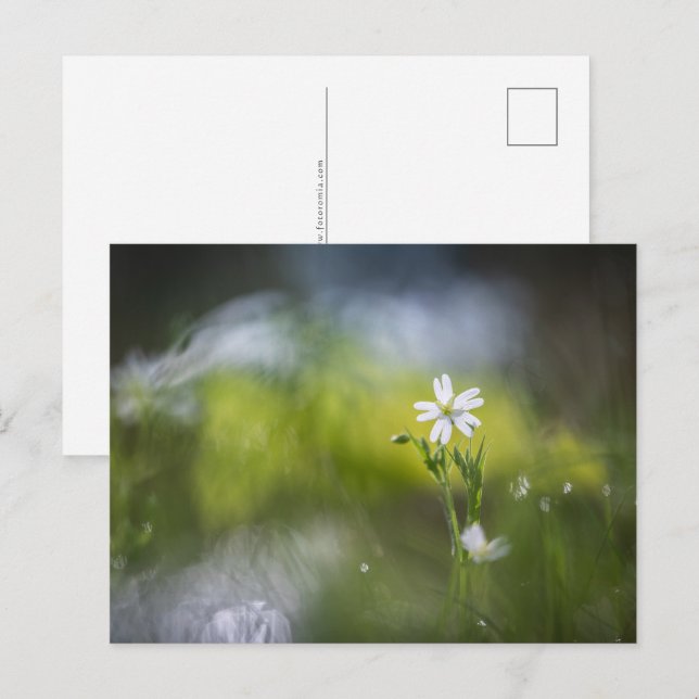 Blume Nature Foto Postkarte (Vorne/Hinten)