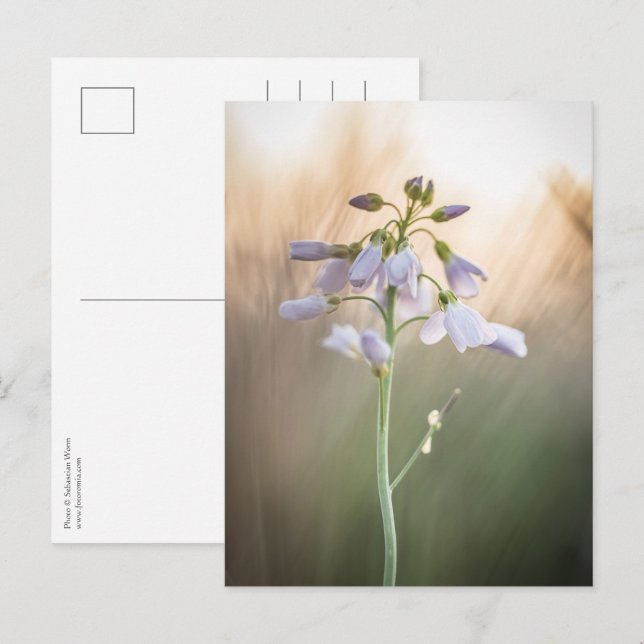 Blume Nature Foto Postkarte (Vorne/Hinten)