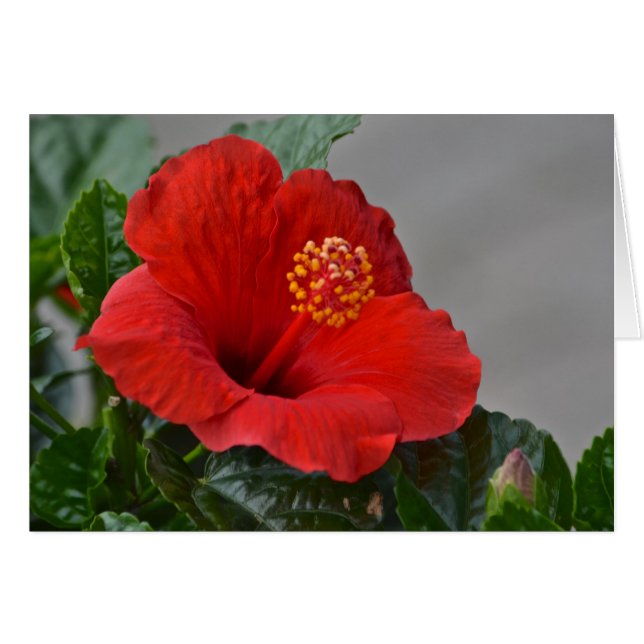 Blume Notecard (Vorderseite (Horizontal))