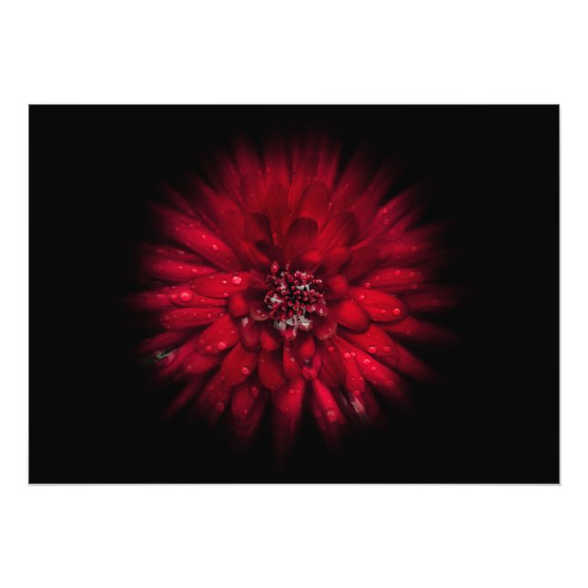 Blume Nr. 45 Farbflussversion Fotodruck (Vorne)