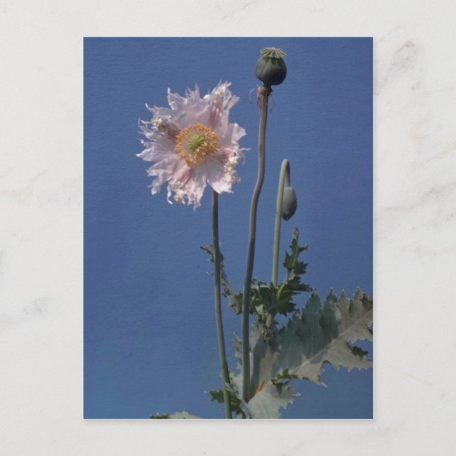 Blume Opiummohn (Papaver Somniferum) Postkarte (Vorderseite)