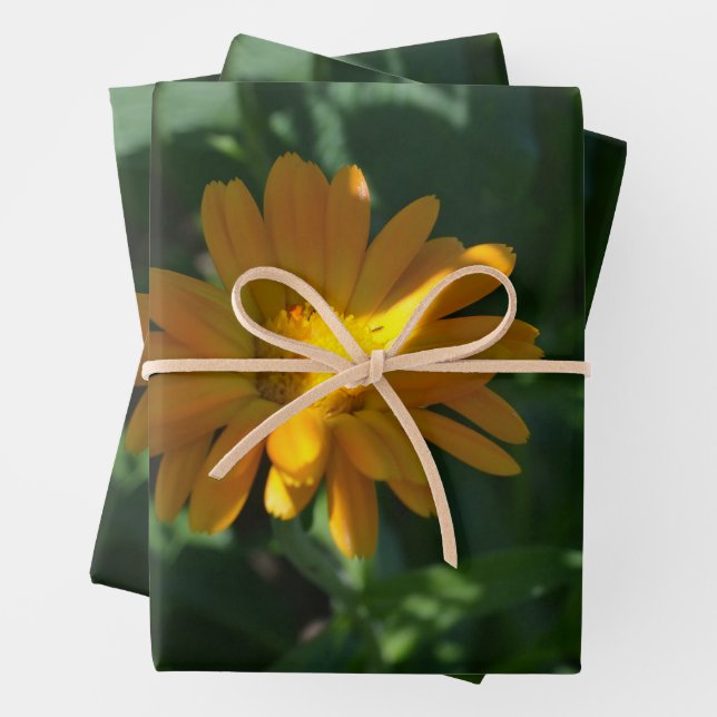 Blume Orange Pot Marigold (Calendula officinalis) Geschenkpapier Set (Beispiel)