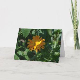 Blume Orange Pot Marigold (Calendula officinalis) Karte