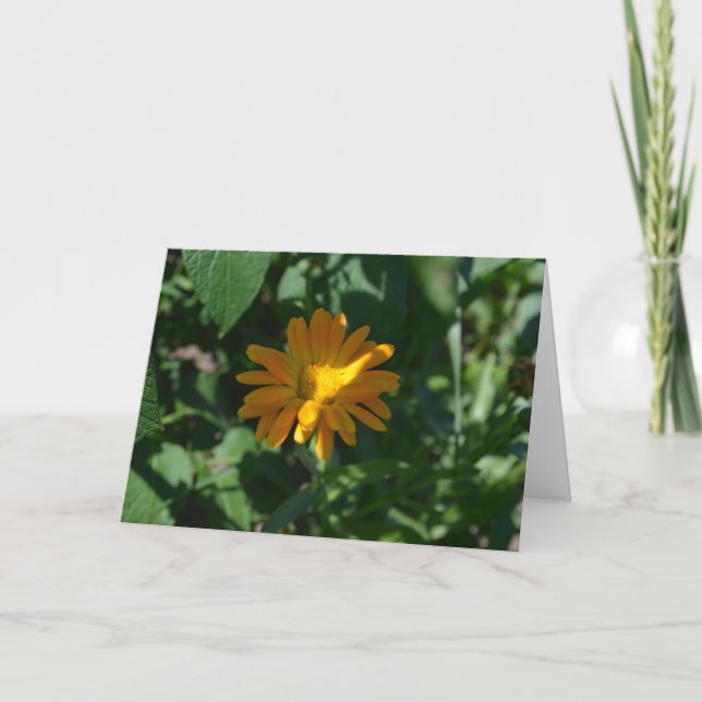 Blume Orange Pot Marigold (Calendula officinalis) Karte (Vorderseite)