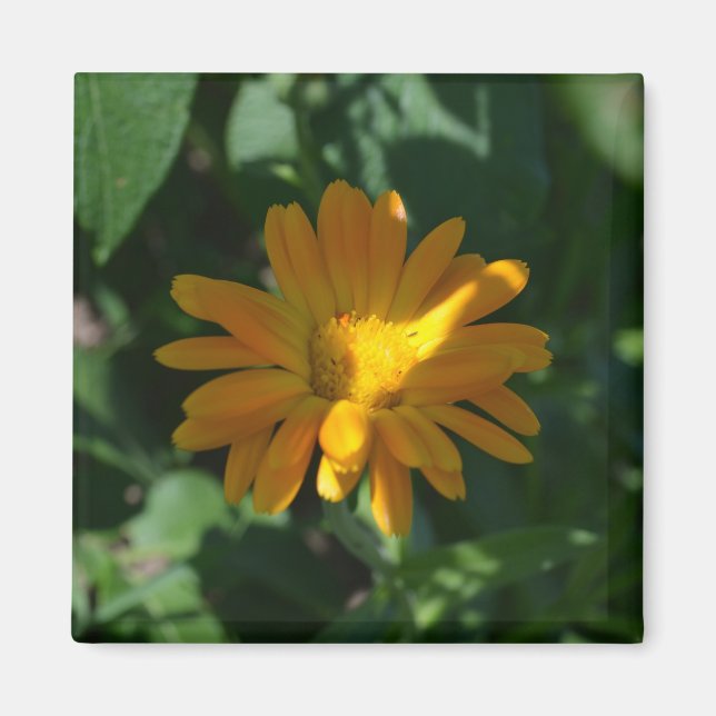 Blume Orange Pot Marigold (Calendula officinalis) Magnet (Vorne)