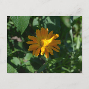 Blume Orange Pot Marigold (Calendula officinalis) Postkarte