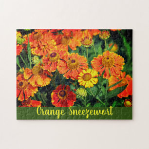 Blume Orange Sneezeweed Helenium Garden