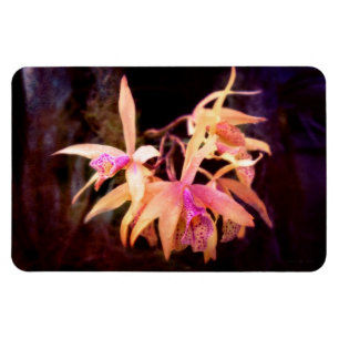 Blume - Orchidee - Laelia - Mitternachtsleidenscha Magnet