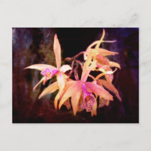 Blume - Orchidee - Laelia - Mitternachtsleidenscha Postkarte