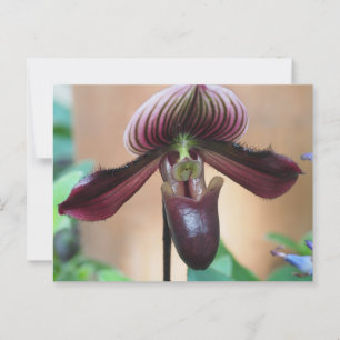 Blume Paphiopedilum Postkarte