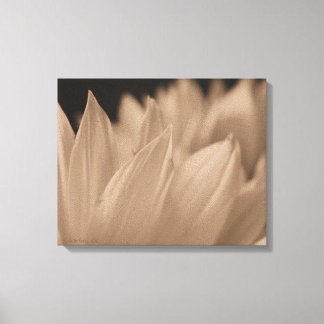 Blume Petals in Sepia Tone Leinwand (Vorderseite)