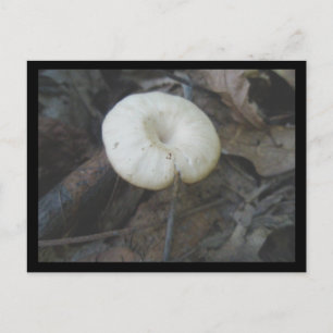 Blume Pilz Postkarte