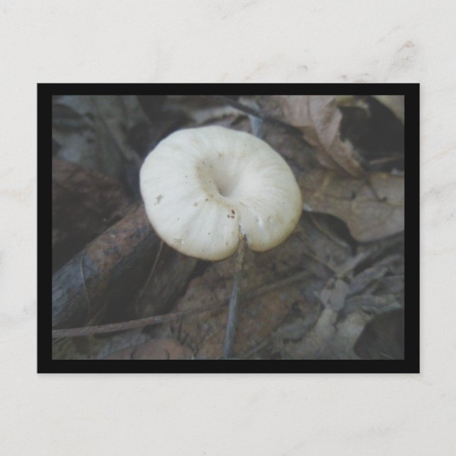 Blume Pilz Postkarte (Vorderseite)
