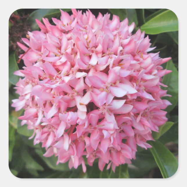 Blume Pink Ixora Quadratischer Aufkleber (Vorderseite)