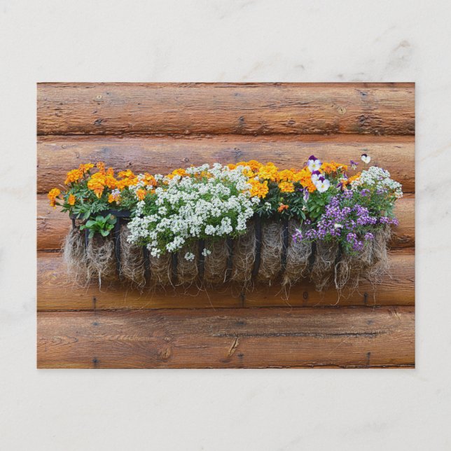 Blume Planterholzkabine Postkarte (Vorderseite)