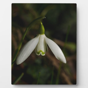 Blume Plaque Fotoplatte