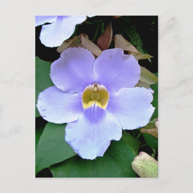 Blume, Plazencia, Belize Postkarte (Vorderseite)