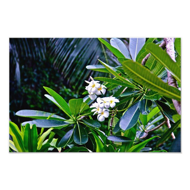 Blume Plumeria Fotodruck (Vorne)