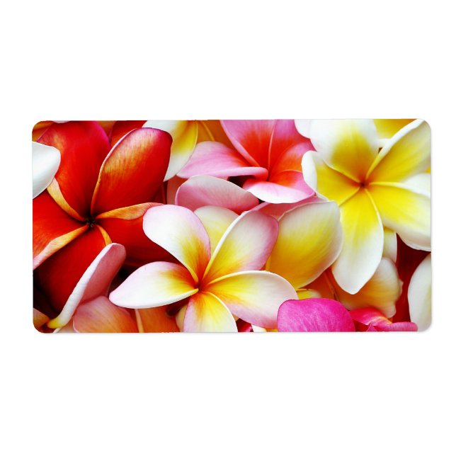 Blume Plumeria Frangipani Hawaii individuell (Vorne)