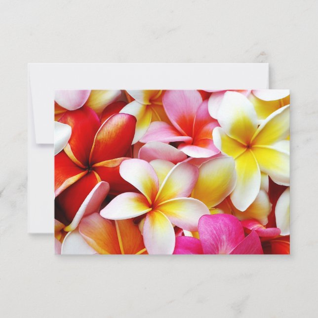 Blume Plumeria Frangipani Hawaii individuell (Vorderseite)