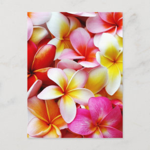 Blume Plumeria Frangipani Hawaii individuell Postkarte