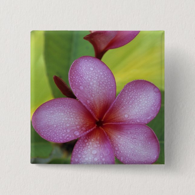 Blume, Plumeria sp.), Südpazifik, Niue Button (Vorderseite)