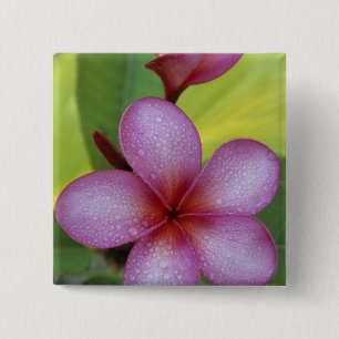 Blume, Plumeria sp.), Südpazifik, Niue Button