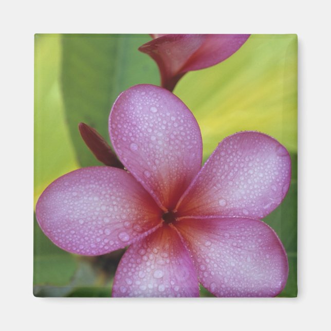 Blume, Plumeria sp.), Südpazifik, Niue Magnet (Vorne)