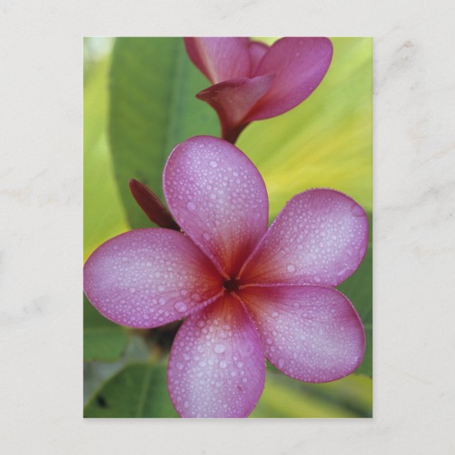 Blume, Plumeria sp.), Südpazifik, Niue Postkarte (Vorderseite)