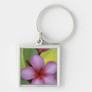 Blume, Plumeria sp.), Südpazifik, Niue Schlüsselanhänger
