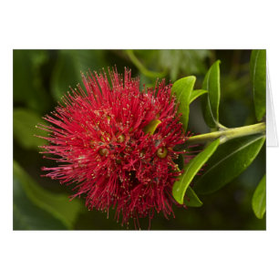 Blume Pohutukawa, Dunedin