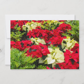 Blume Poinsettia Feiertagskarte