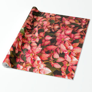 Blume Poinsettia Geschenkpapier