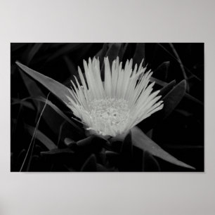 Blume-Portrait in Schwarz-Weiß Poster