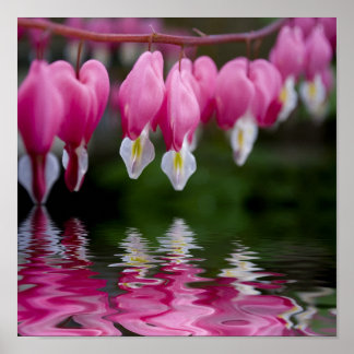 Blume Poster