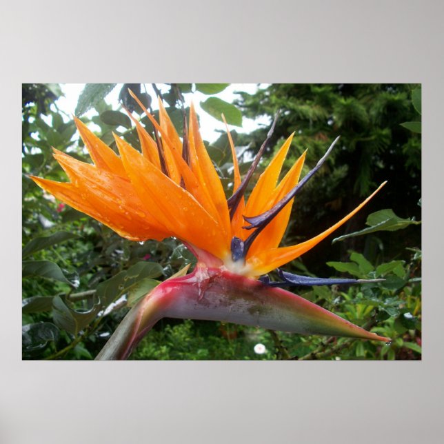 Blume Poster (Vorne)