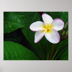 Blume Poster