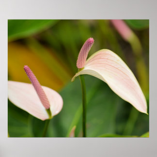 Blume Poster