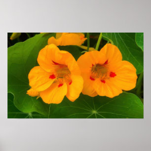 Blume Poster