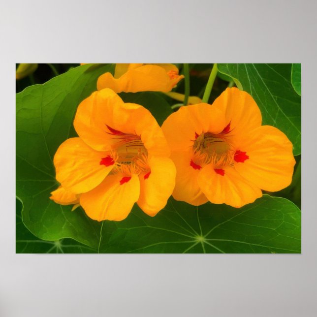 Blume Poster (Vorne)