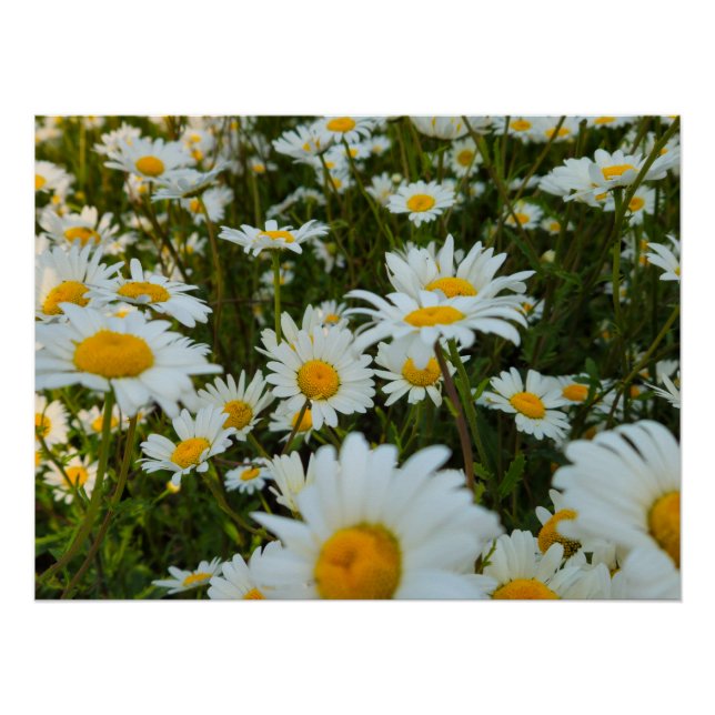 Blume Poster (Vorderseite)