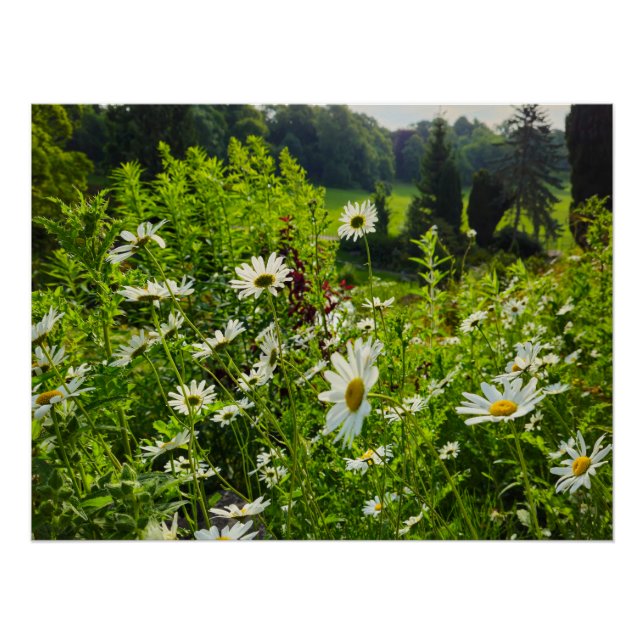 Blume Poster (Vorderseite)