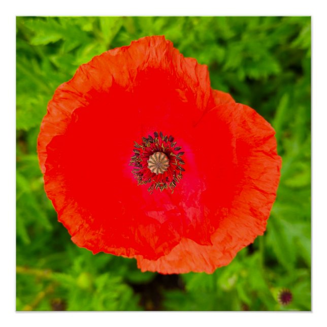 Blume Poster (Vorderseite)