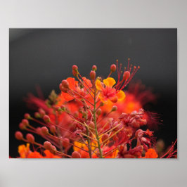 Blume Poster