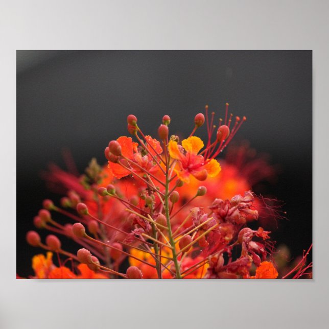 Blume Poster (Vorne)