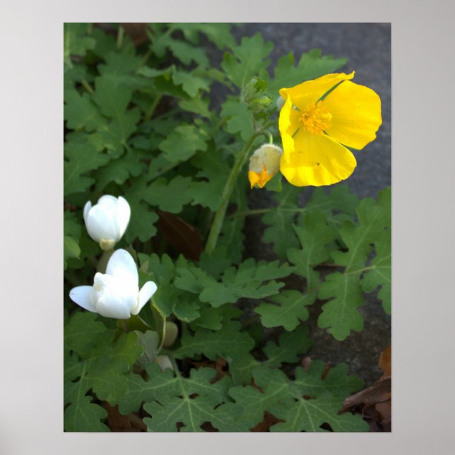 Blume Poster (Vorne)